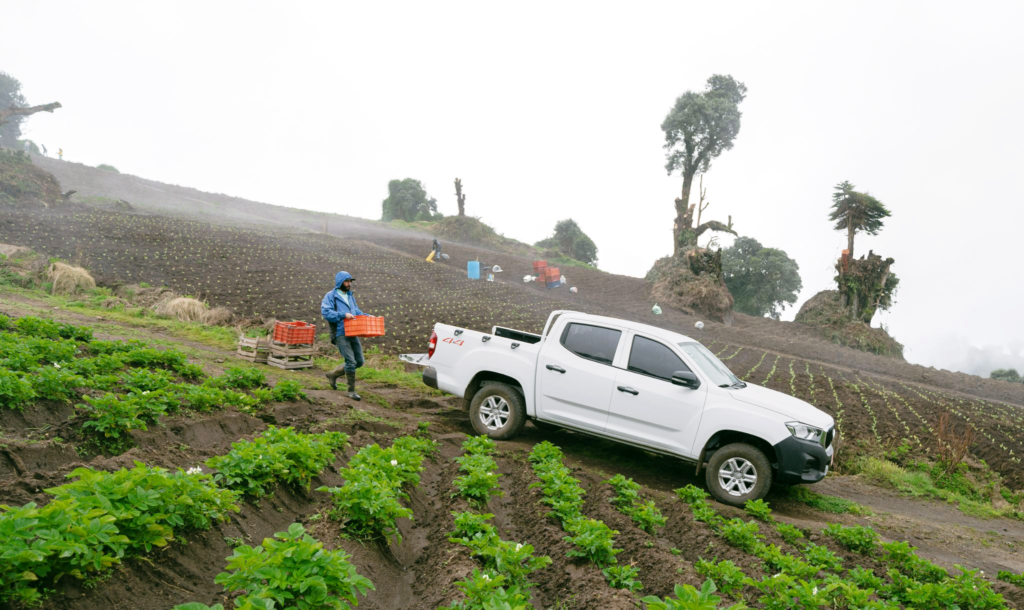 Pickup blanca 4x4 estacionada en un cultivo agrícola de montaña con trabajador cargando cajillas